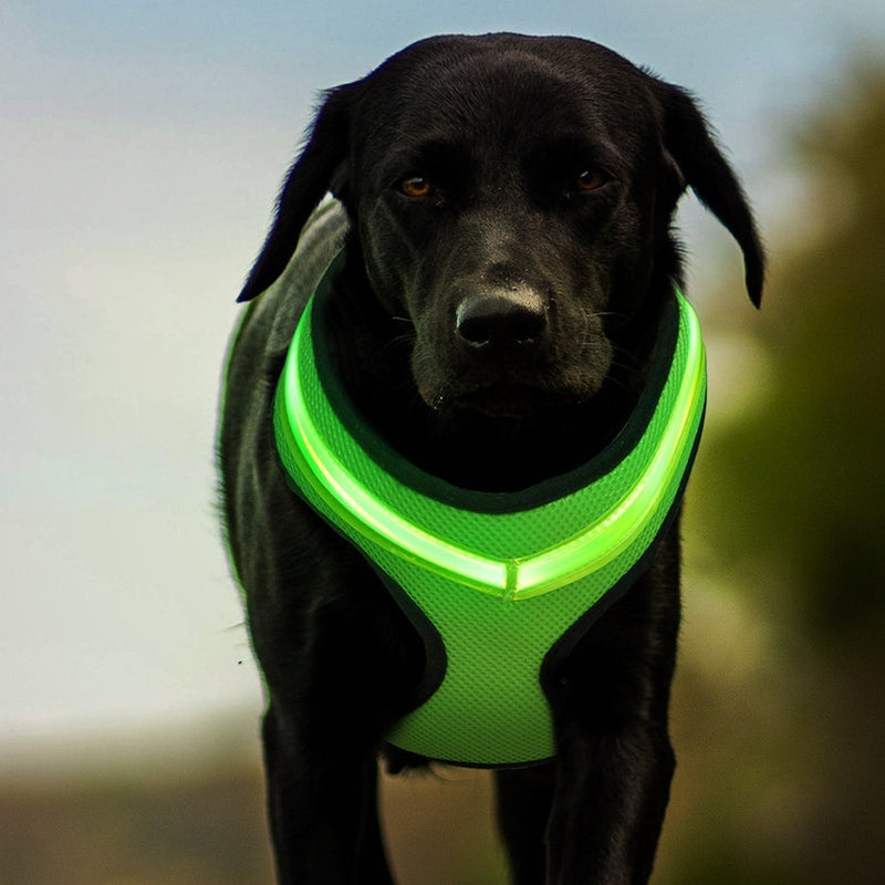 LED Safety Dog Harness 